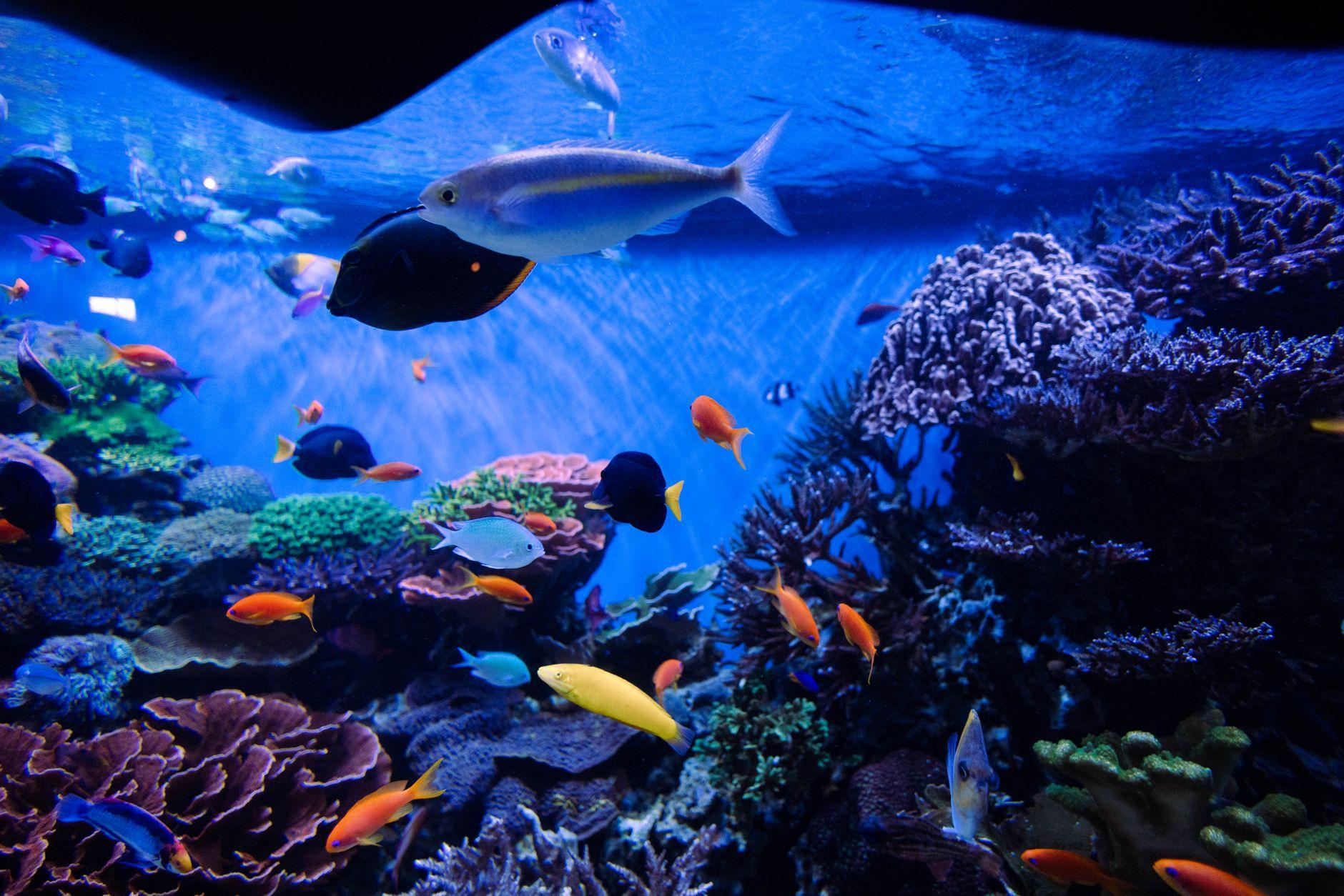 熱帯魚 アクアリウム AI教材 オンライン販売 稼ぐ｜管理術を教材化
