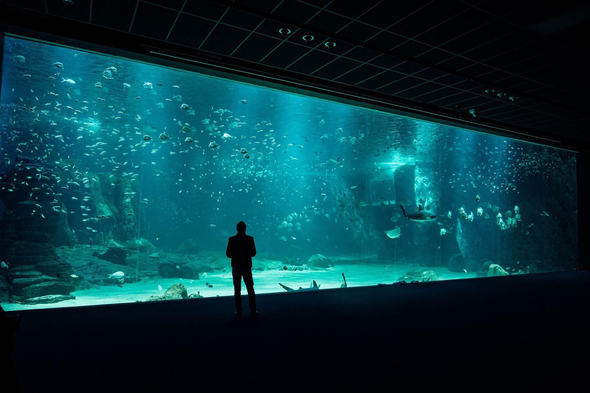 水族館飼育員が解説パネルの文章をAIと磨く｜来館者に伝わる言葉選び 2026