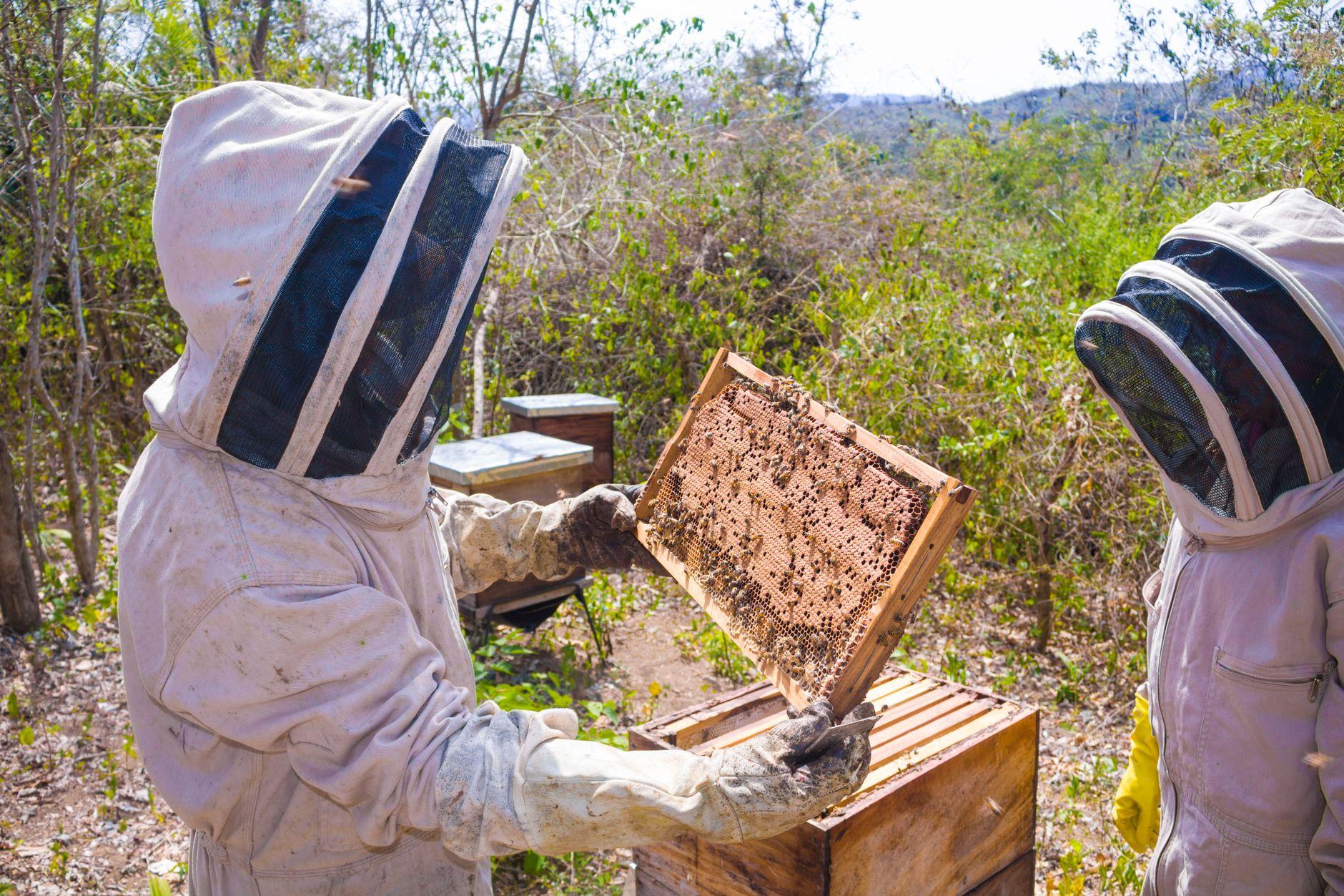 養蜂家 蜂群モニタリングAI 比較 おすすめ 2026｜AIセンサーで蜂群を監視し採蜜効率を高める