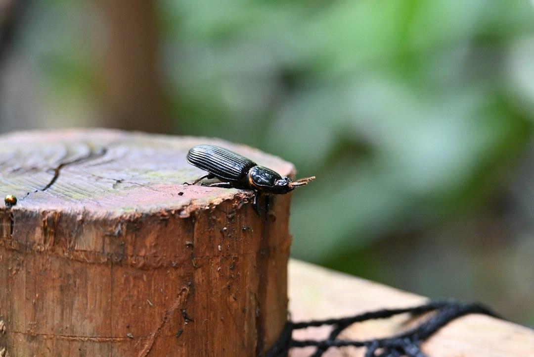 カブトムシの販売で副業｜繁殖から出品までの手順