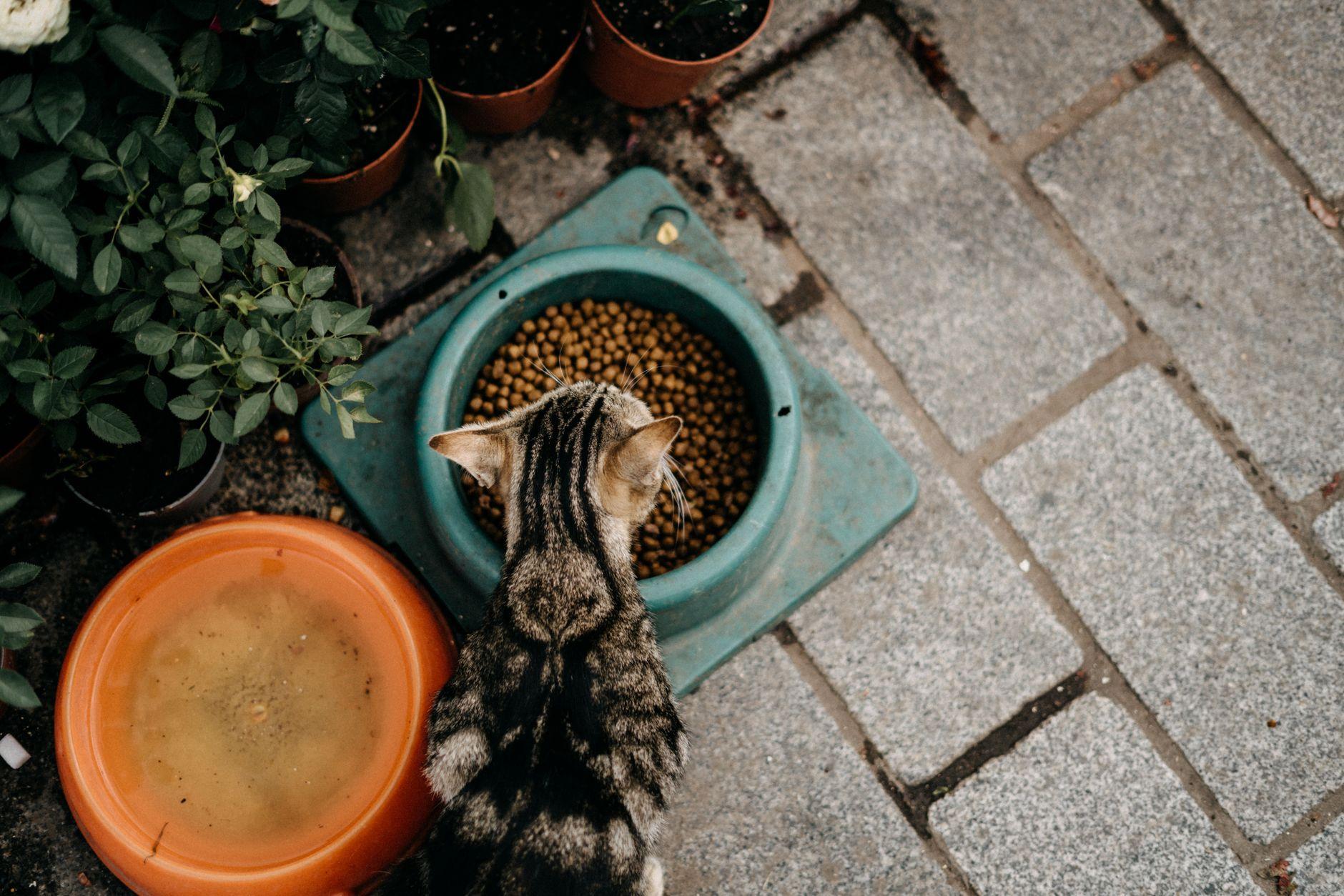 キャットシッター 予約管理AI おすすめ 収益化 2026｜予約管理AIで猫の世話を収益化