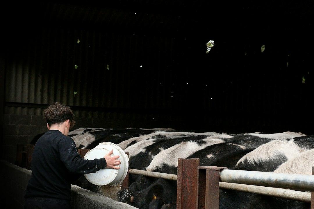 牛の世話を手伝う酪農ヘルパーの仕事と、未経験から入る方法