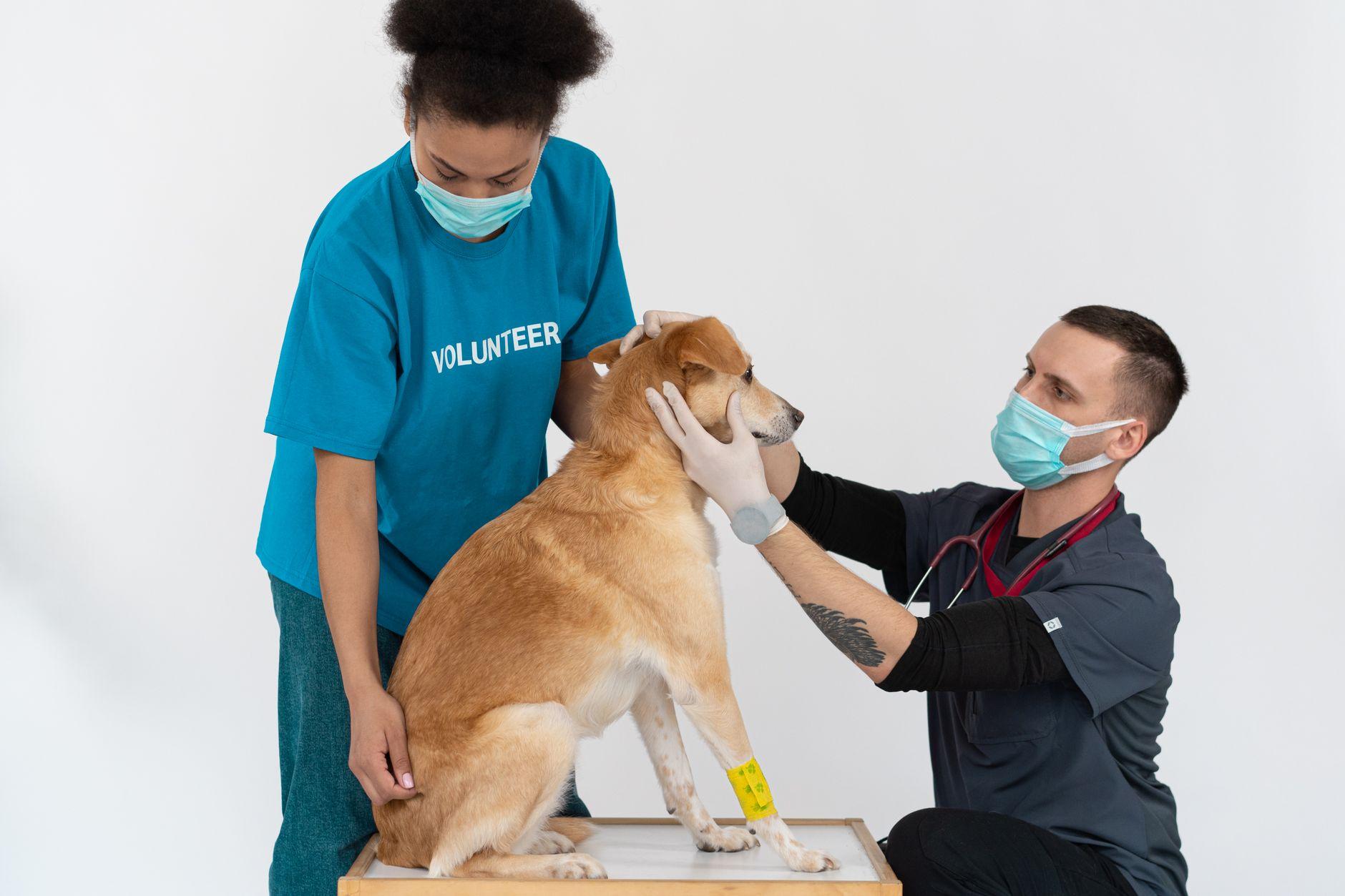 愛玩動物看護師の国家試験の受験資格と出題範囲｜訪問ケアやペットシッターでの生かし方