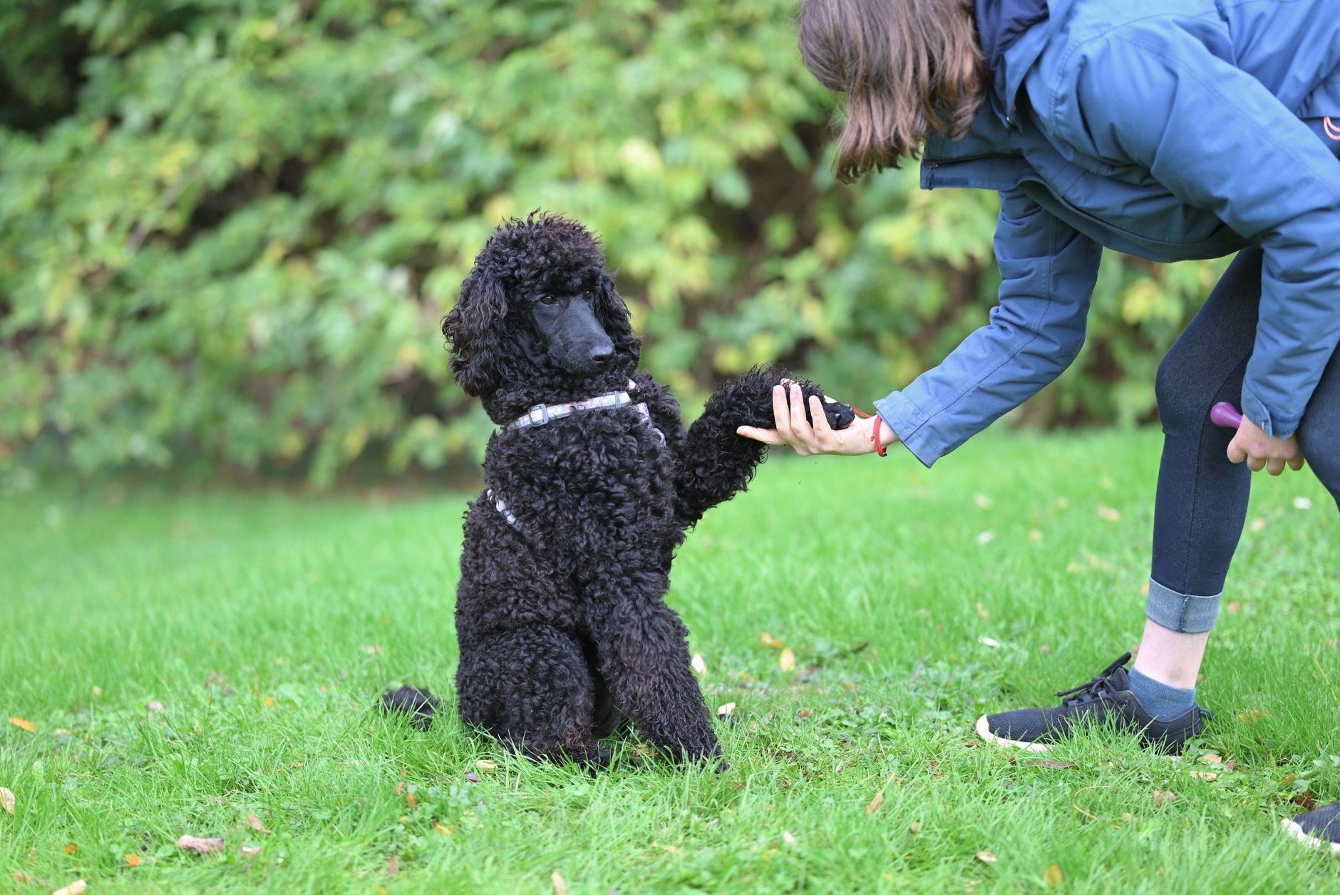 ペットしつけ 犬 AI動画講座 オンライン 売る 稼ぐ｜しつけ法を動画化