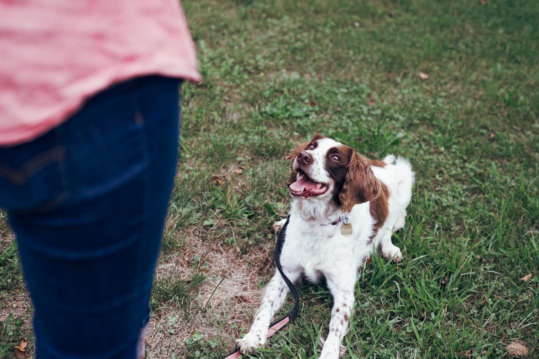 犬のしつけの資格を取る前に知りたいことと、出張トレーナーとして独立する道