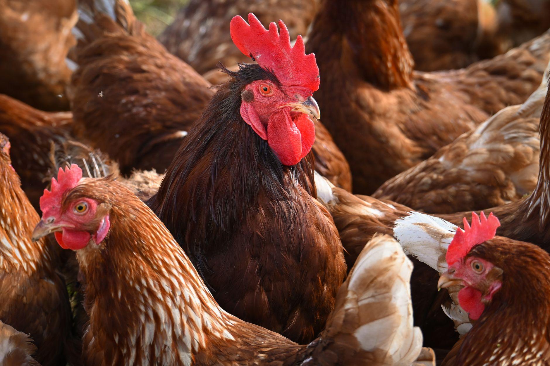 養鶏 平飼い卵 産直 ネット販売 副業 2026｜平飼い卵を産直でネット販売する養鶏副業の始め方