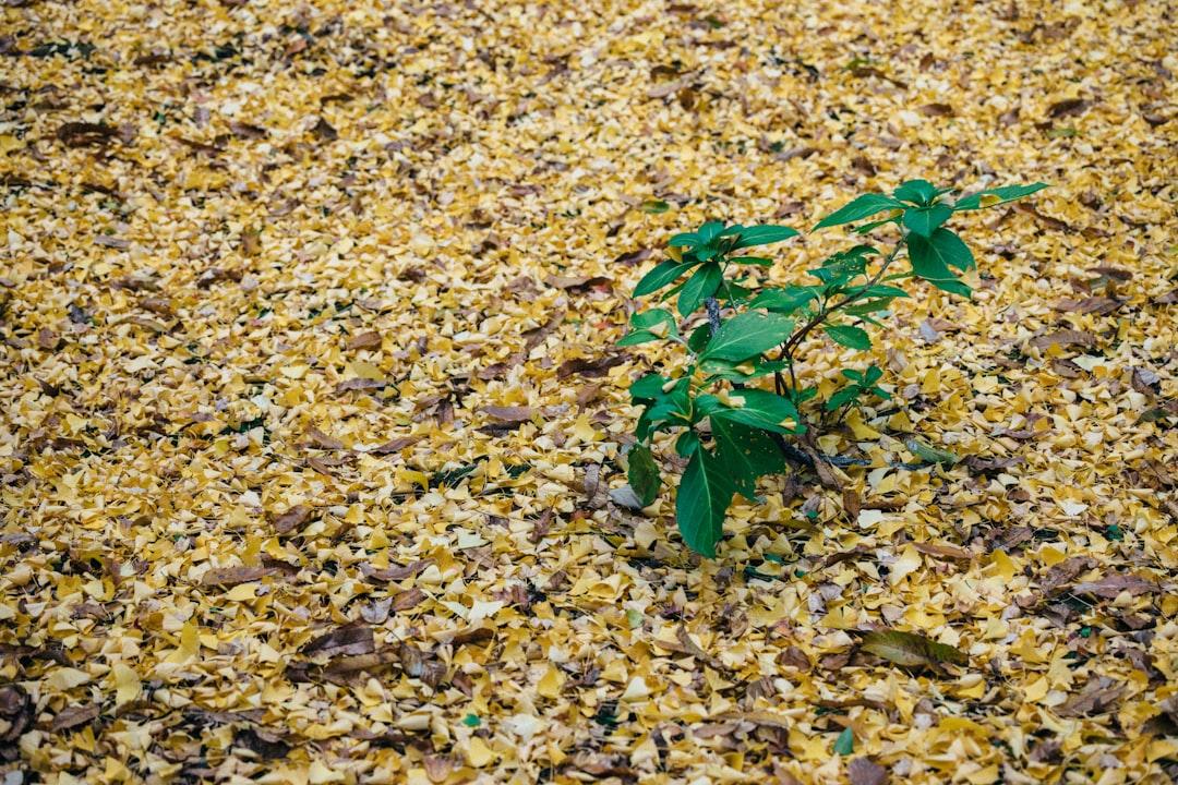 フルリモート転職未経験で狙える職種と採用される準備
