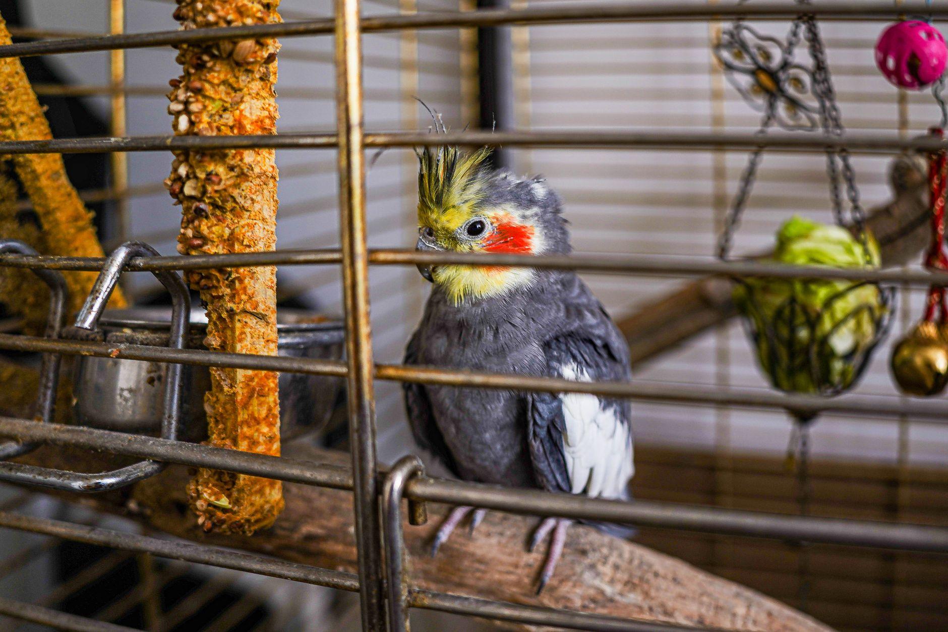 インコ 小鳥 グッズ ハンドメイド 副業 2026｜手作り用品を売る始め方と価格設定