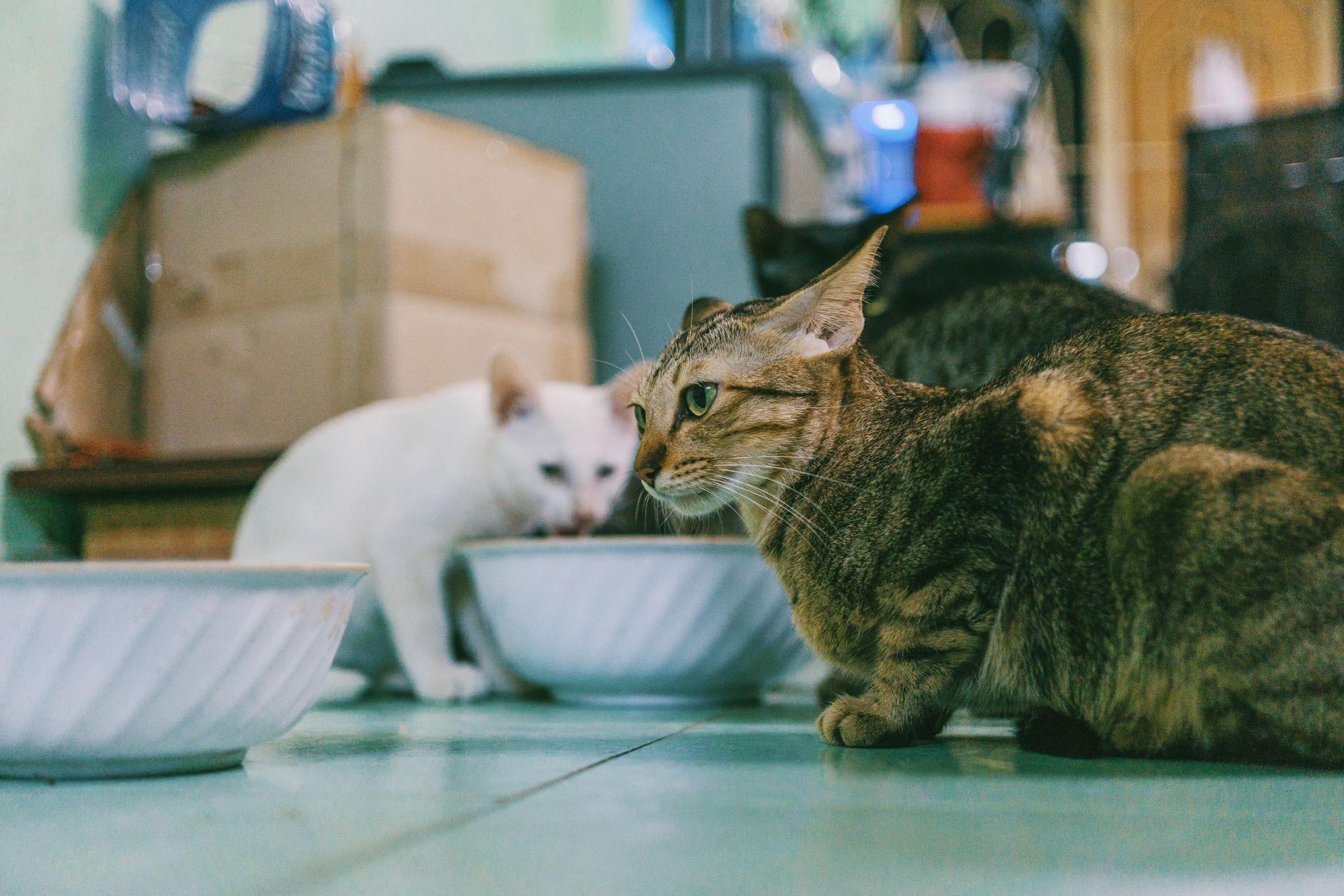 猫 多頭飼い AIコンテンツ 電子書籍 販売 収益化｜工夫をコンテンツ化
