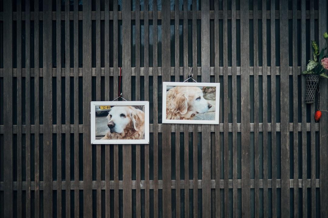 ペット撮影 出張カメラマン 副業 2026｜愛犬・愛猫の撮影で稼ぐ始め方と単価