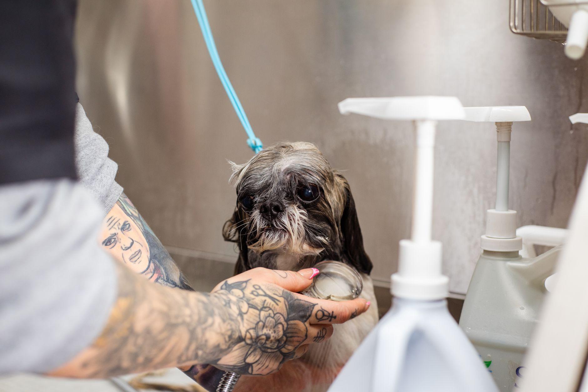 ペットサロンのチラシ制作を依頼する費用｜近隣飼い主への配布設計 2026