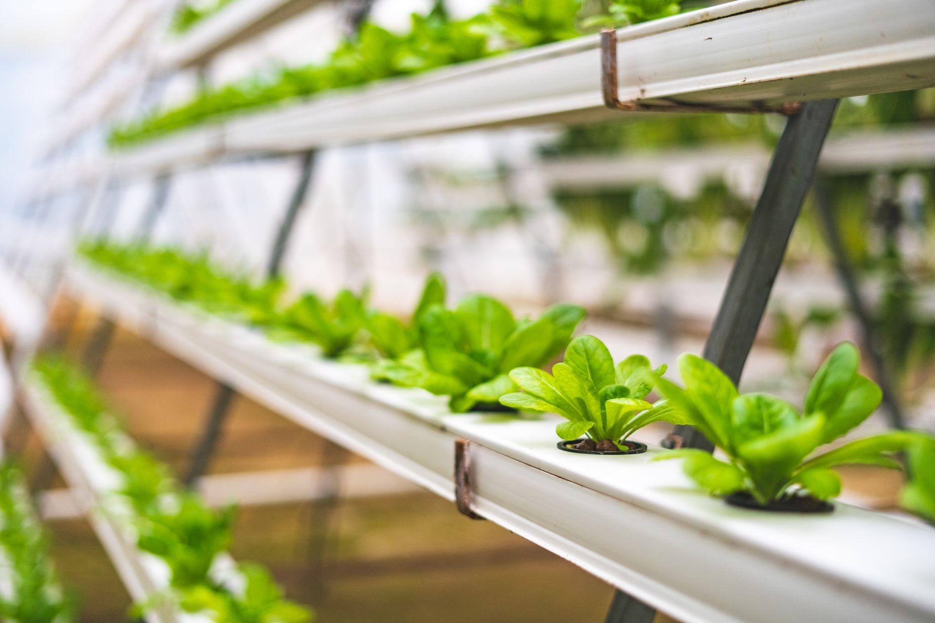 植物工場管理 栽培制御AI ツール 比較 2026｜AI環境制御で植物工場の収量と利益を最大化