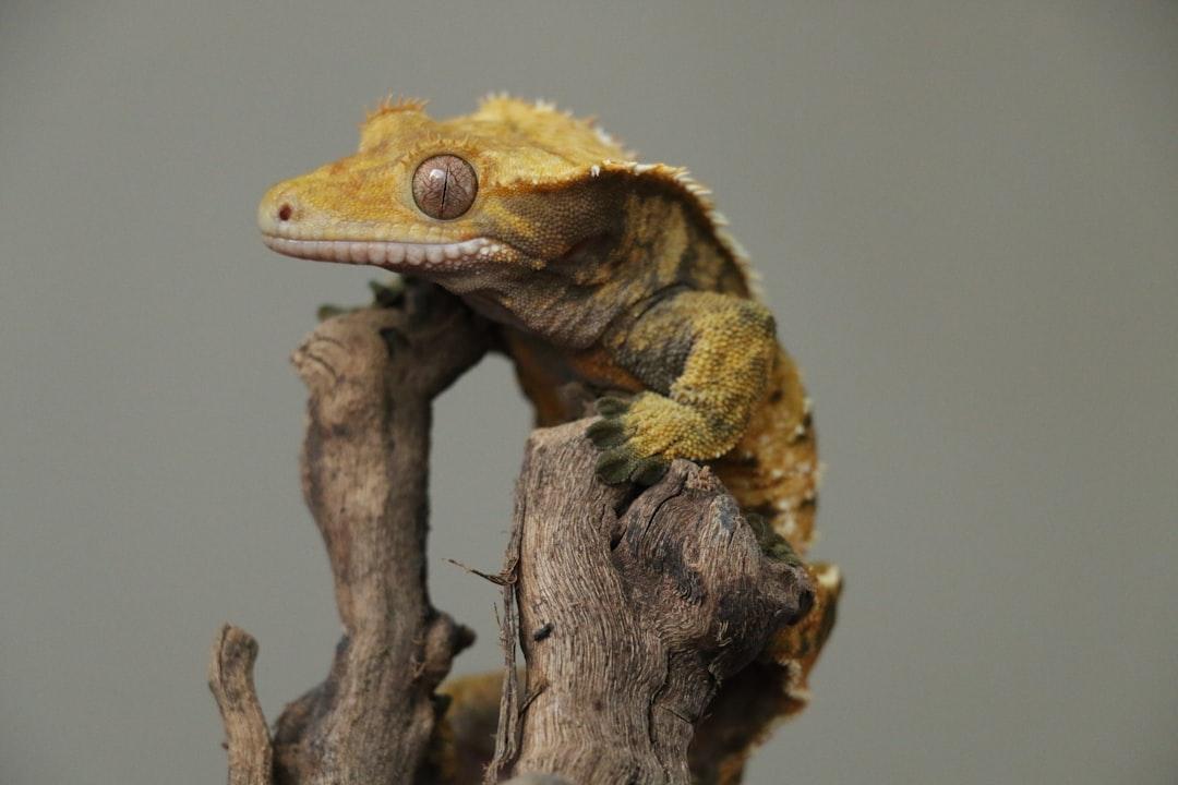 爬虫類ブリーダーが飼育データをAIで蓄積する｜健康管理と繁殖成功率 2026
