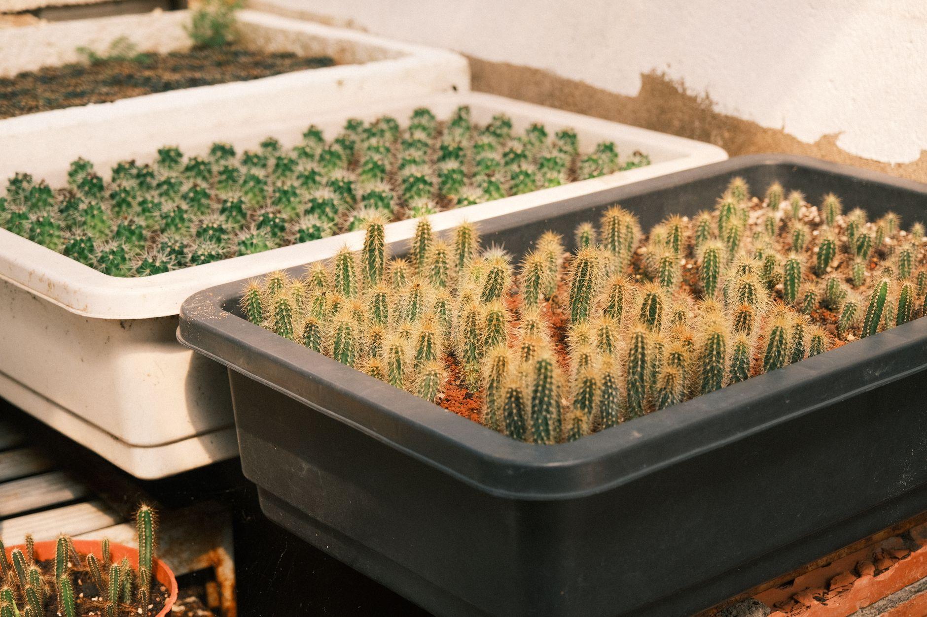 多肉植物を副業で売るには｜株の増やし方から出品と発送まで