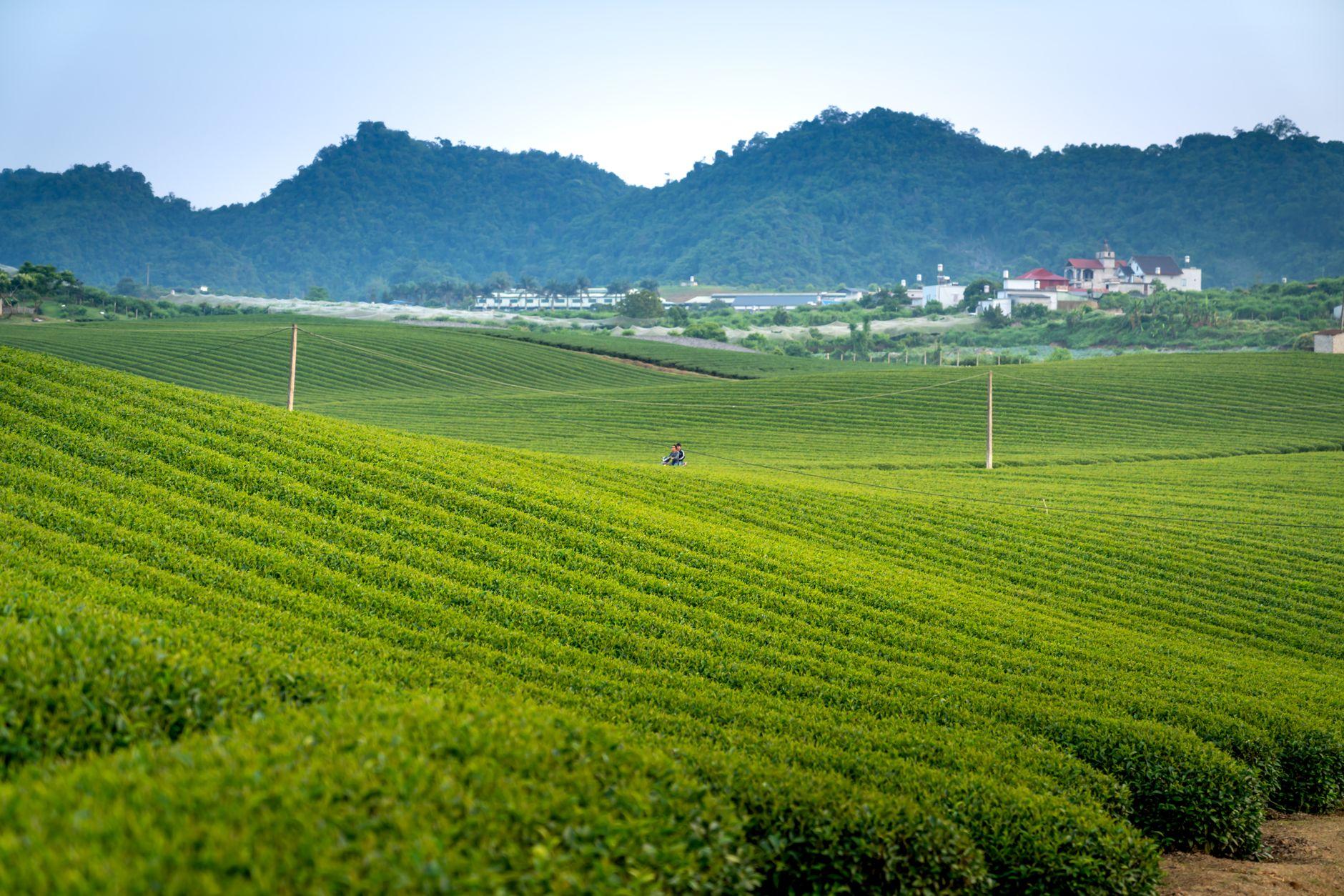 茶農家がAIで茶園の生育状況を記録する｜品質を上げる栽培管理 2026