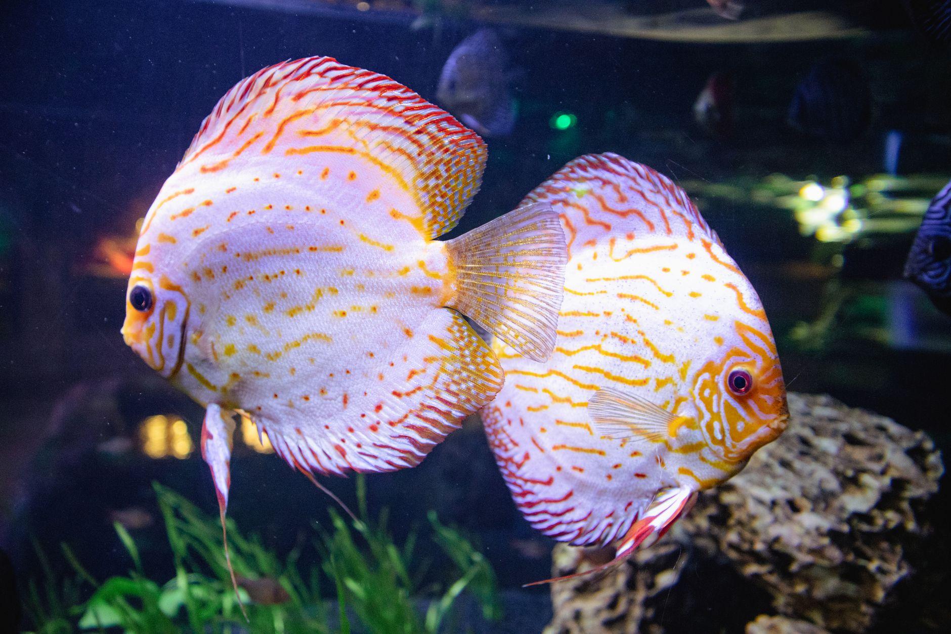 熱帯魚のブリーダーで年収を作るなら販売先の確保が先で設備は後