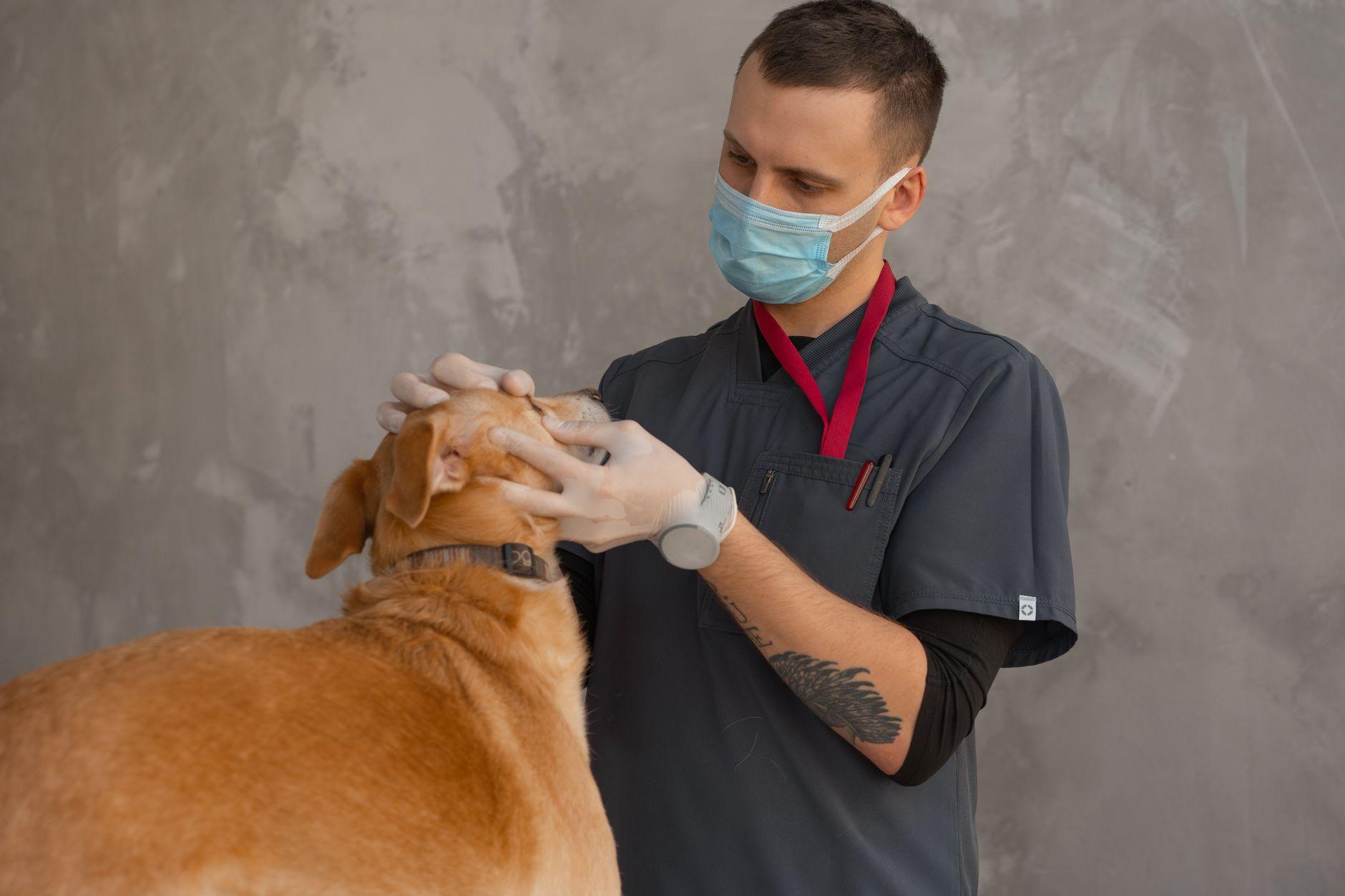 動物病院のホームページ制作費用｜診療案内・Web予約つきの料金相場と発注のコツ
