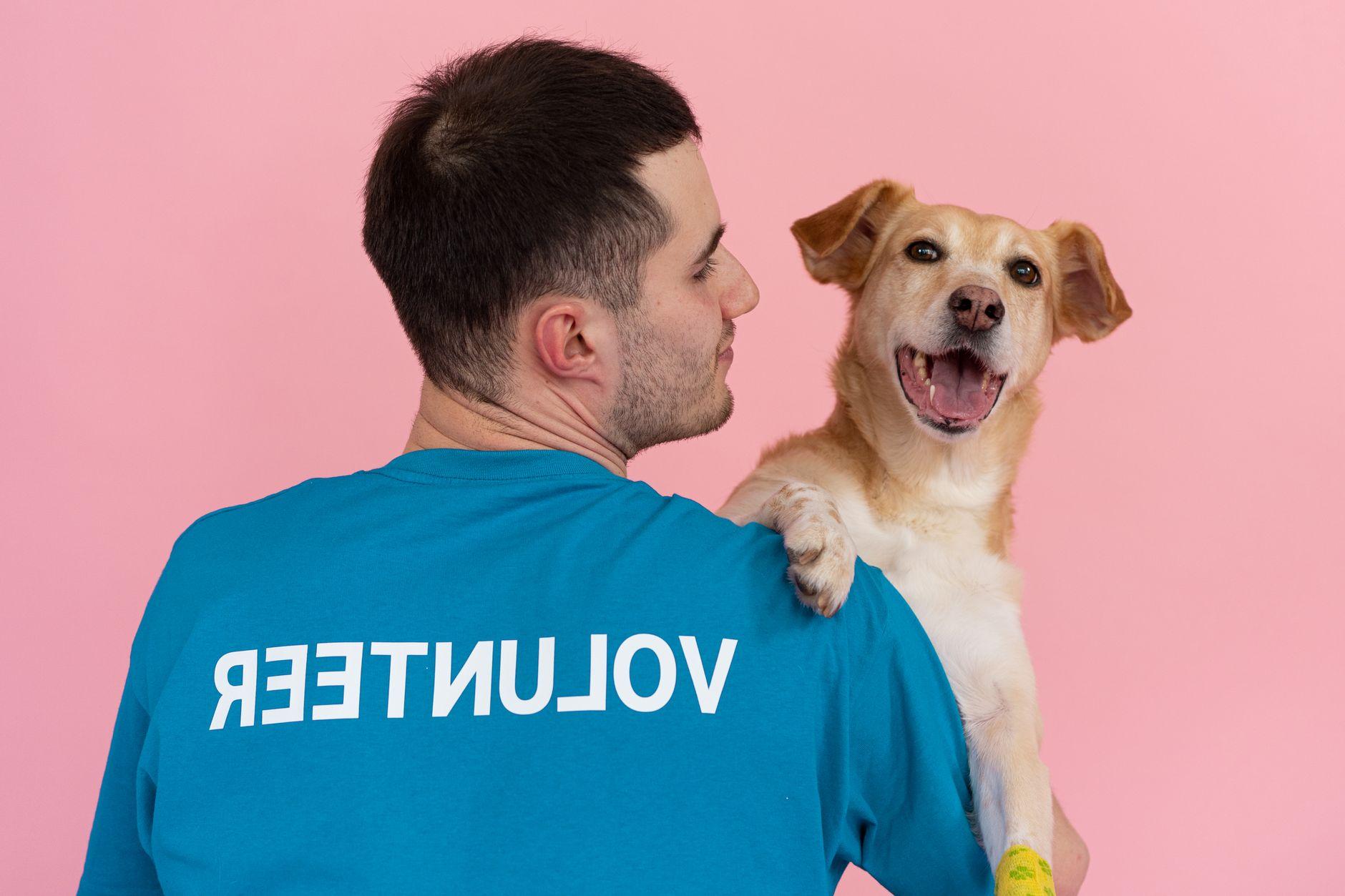 保護犬猫 譲渡サイト 運営サポート 在宅 副業 2026|広報を請け負う始め方と料金