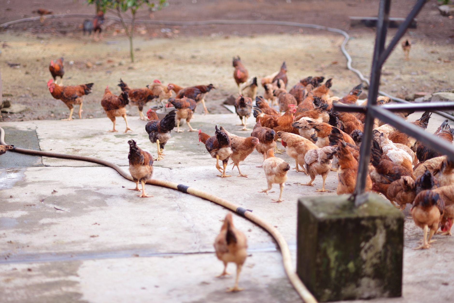 平飼い養鶏 AIツール 比較 おすすめ 2026|平飼い卵の定期便に効くAIツールを目的別に比較