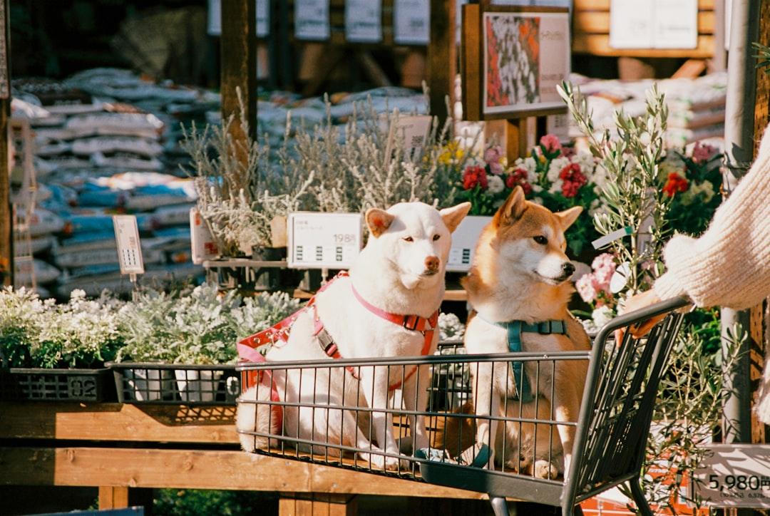 ペット服 ハンドメイド 販売 副業 2026|犬猫の服を売る始め方と価格設定