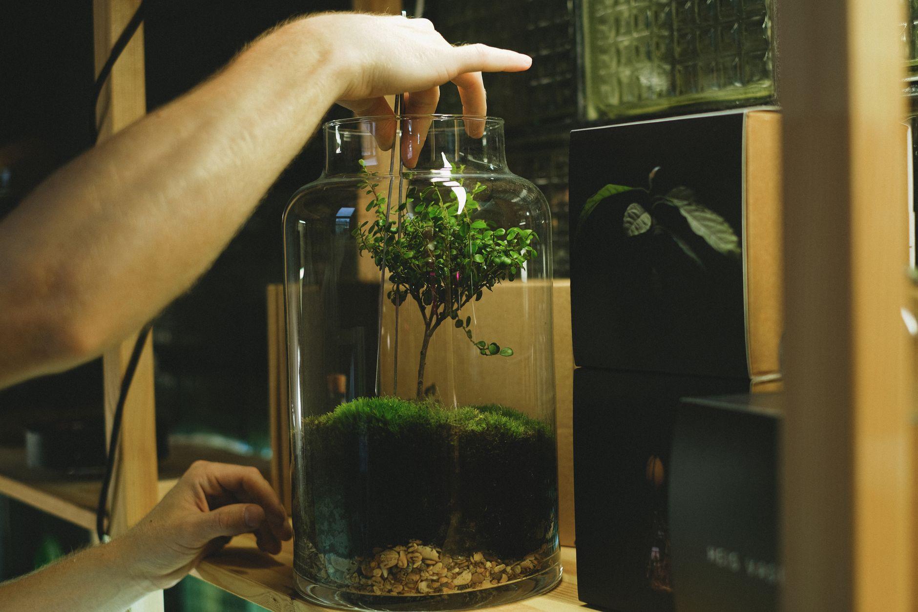 苔テラリウム 制作 ネット販売 副業 稼ぐ 2026|苔テラリウムを制作しネット販売して稼ぐ副業の進め方